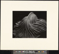 Weston, Edward (1886-1958) Cabbage Leaf. 1931. [full spreading leaf]. Gelatin silver print. Overall, Primary Support: 7 1/2 x 9 1/2 in. (19.1 x 24.1 cm) Overall, Secondary Support: 13 3/4 x 16 in. (34.9 x 40.6 cm) Image: 7 1/2 x 9 1/2 in. (19.1 x 24.1 cm). Gift of Ansel and Virginia Adams. Inv. N.: 76.21.1